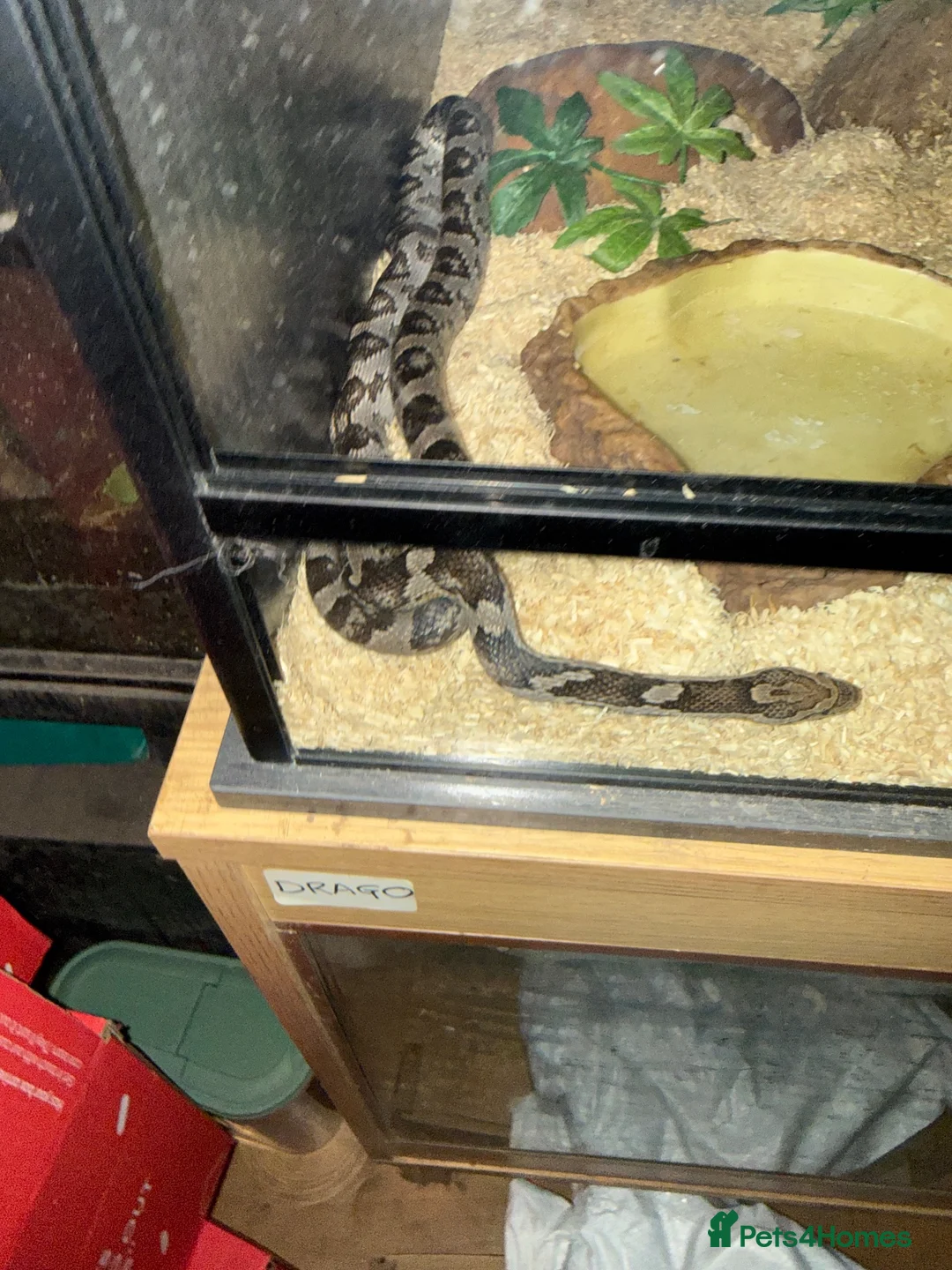 Corn Snake reptiles for sale: Corn snake for sale - Advert 2