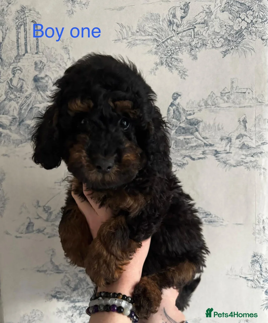 Mixed Breed dogs for sale:  Exquisite Poodle Puppies ready now - Advert 9