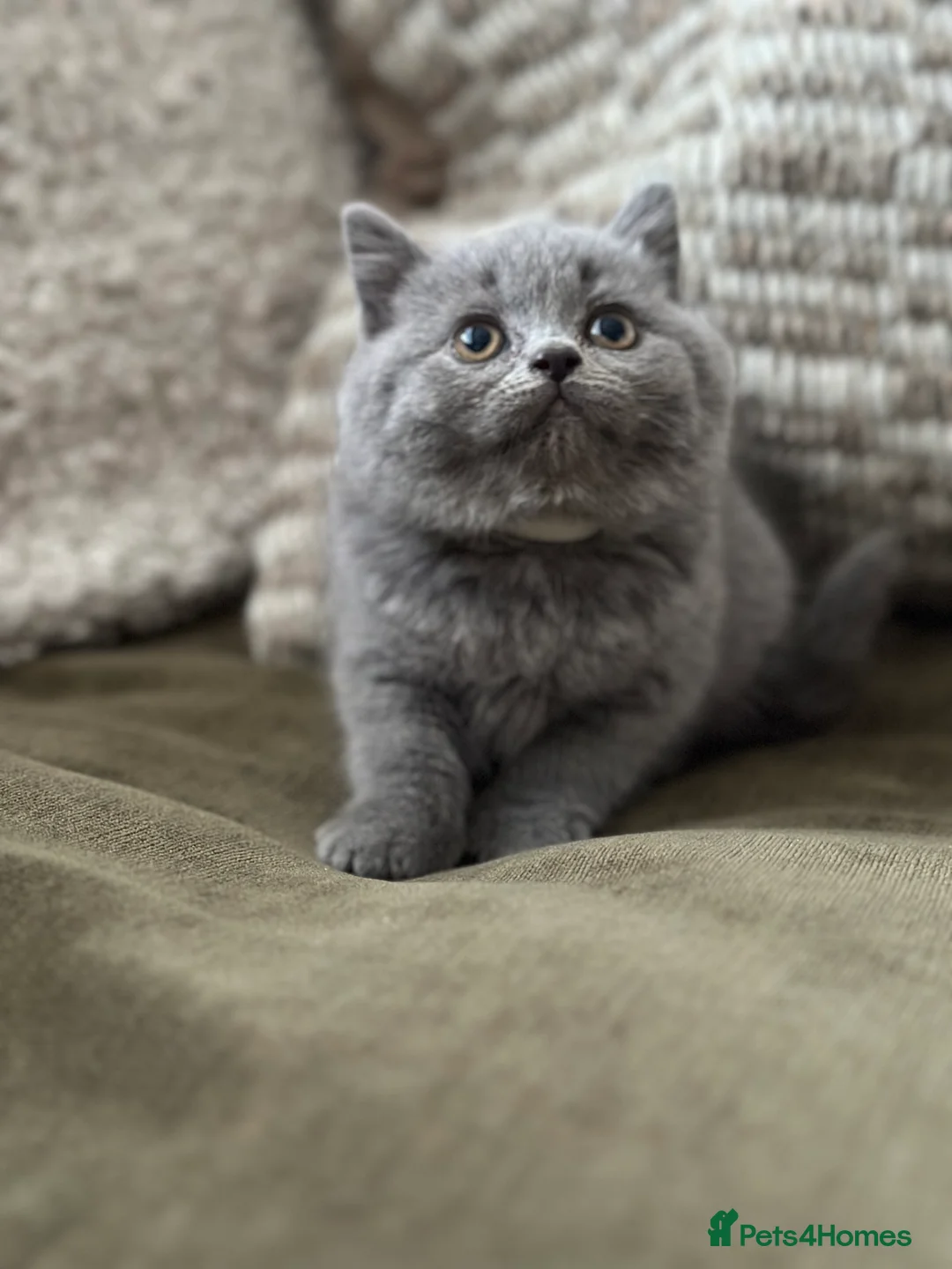 British Shorthair cats for sale: GCCF Registered British Shorthair kittens  - Advert 4