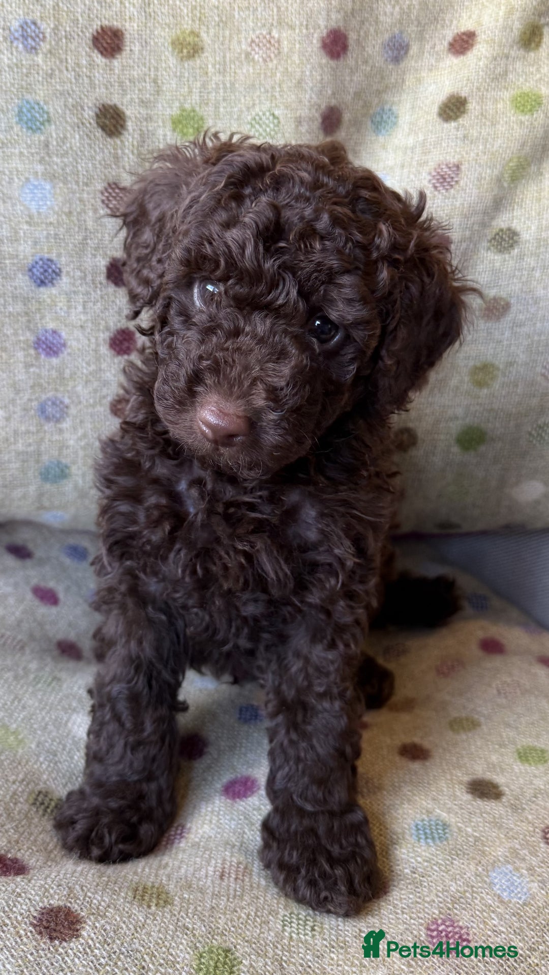 Toy Poodle dogs for sale: KC TOY POODLE PUPS READY FOR FOREVER HOMES - Image 5