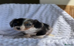 Miniature Dachshund dogs for sale: Miniature Dachshund Puppies  - Image 5