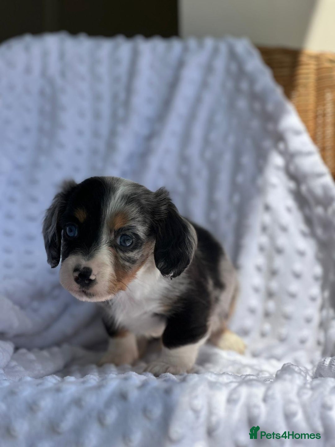 Miniature Dachshund dogs for sale: Miniature Dachshund Puppies  - Image 5