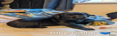 Labrador Retriever 3
