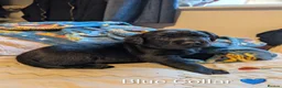 Labrador Retriever dogs for sale: Labrador puppies  in Beccles - Advert 4