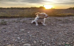 Mixed Breed dogs for adoption: Beautiful and Gentle NIVA - for a Loving Home - Image 11
