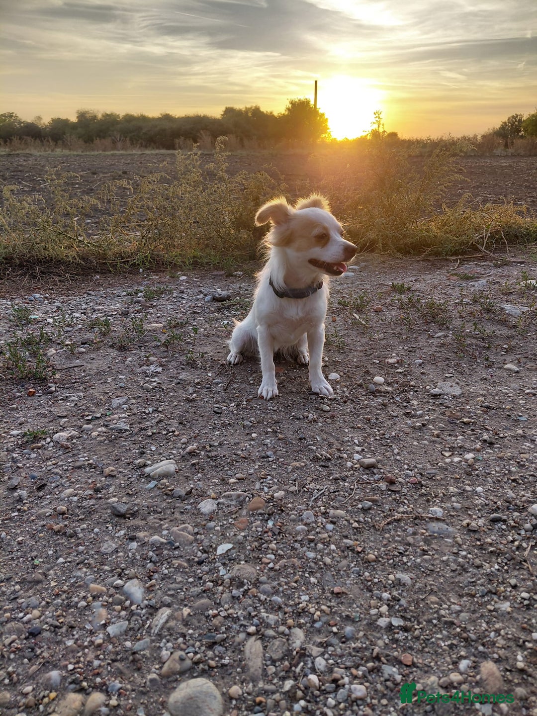 Mixed Breed dogs for adoption: Beautiful and Gentle NIVA - for a Loving Home - Image 11