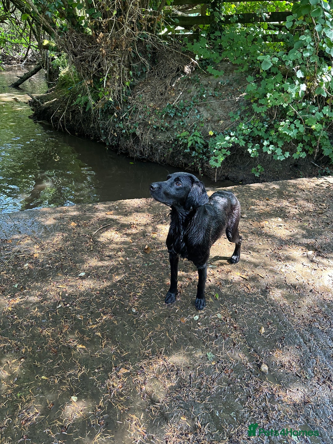 Labrador Retriever dogs for sale: Black Labrador Dog for sale  - Image 2