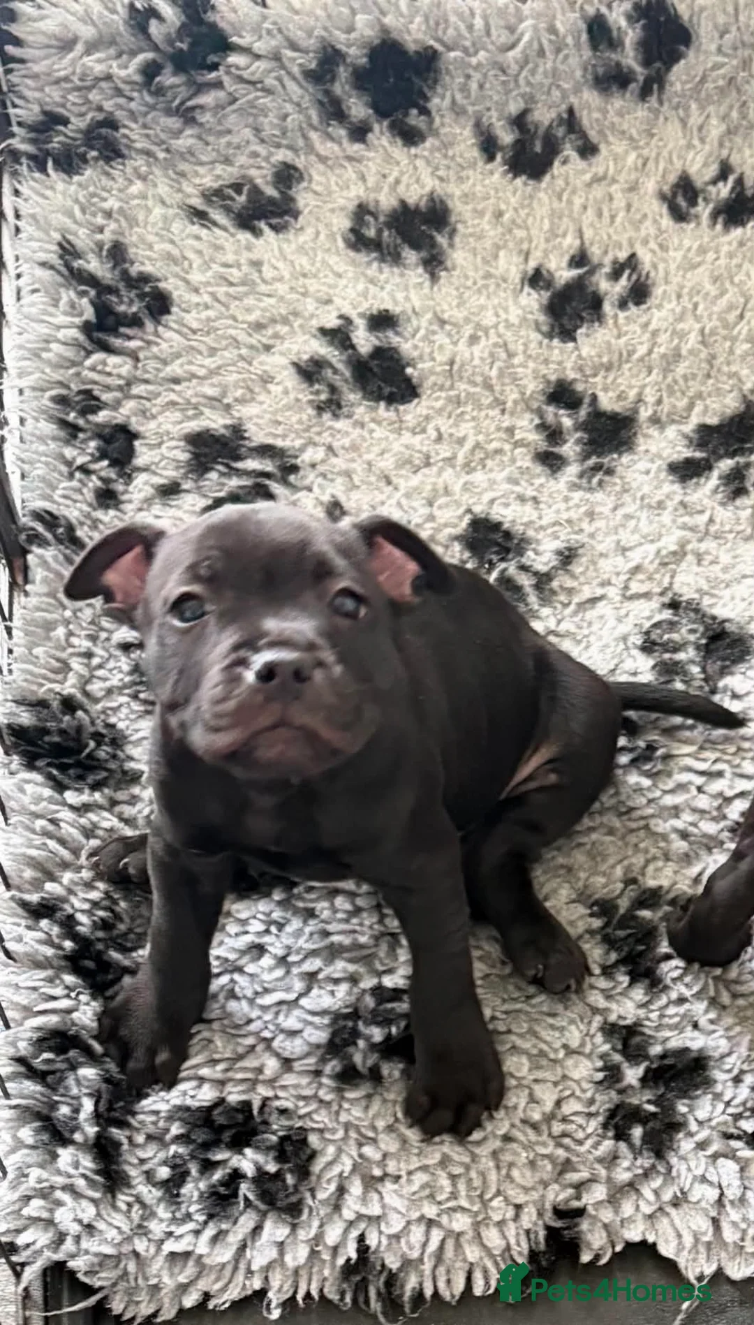 Staffordshire Bull Terrier dogs for sale: Beautiful Staffy pups. KC reg and ready to go. - Advert 2