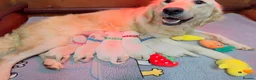 Golden Retriever dogs for sale: 🌟🏆CHAMPION Couple 35GEN HEALTH CERTIFICATED - Advert 2