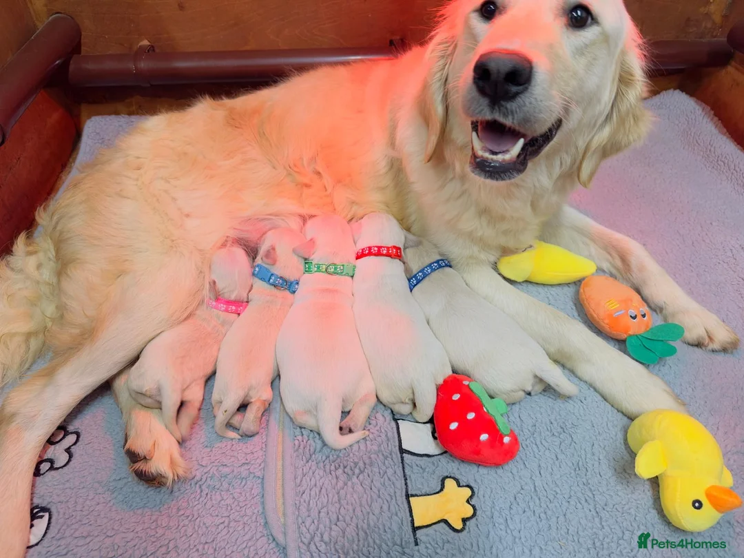 Golden Retriever dogs for sale: 🌟🏆CHAMPION Couple 35GEN HEALTH CERTIFICATED - Advert 2