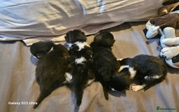 Mixed Breed cats for sale: 4 Beautiful Kittens **2 Black & White Boys Left** - Image 15