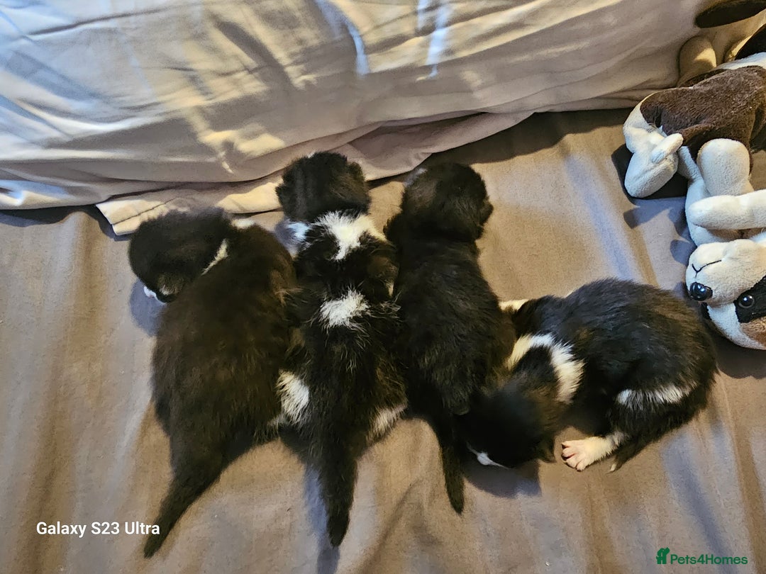 Mixed Breed cats for sale: 4 Beautiful Kittens **2 Black & White Boys Left** - Image 15
