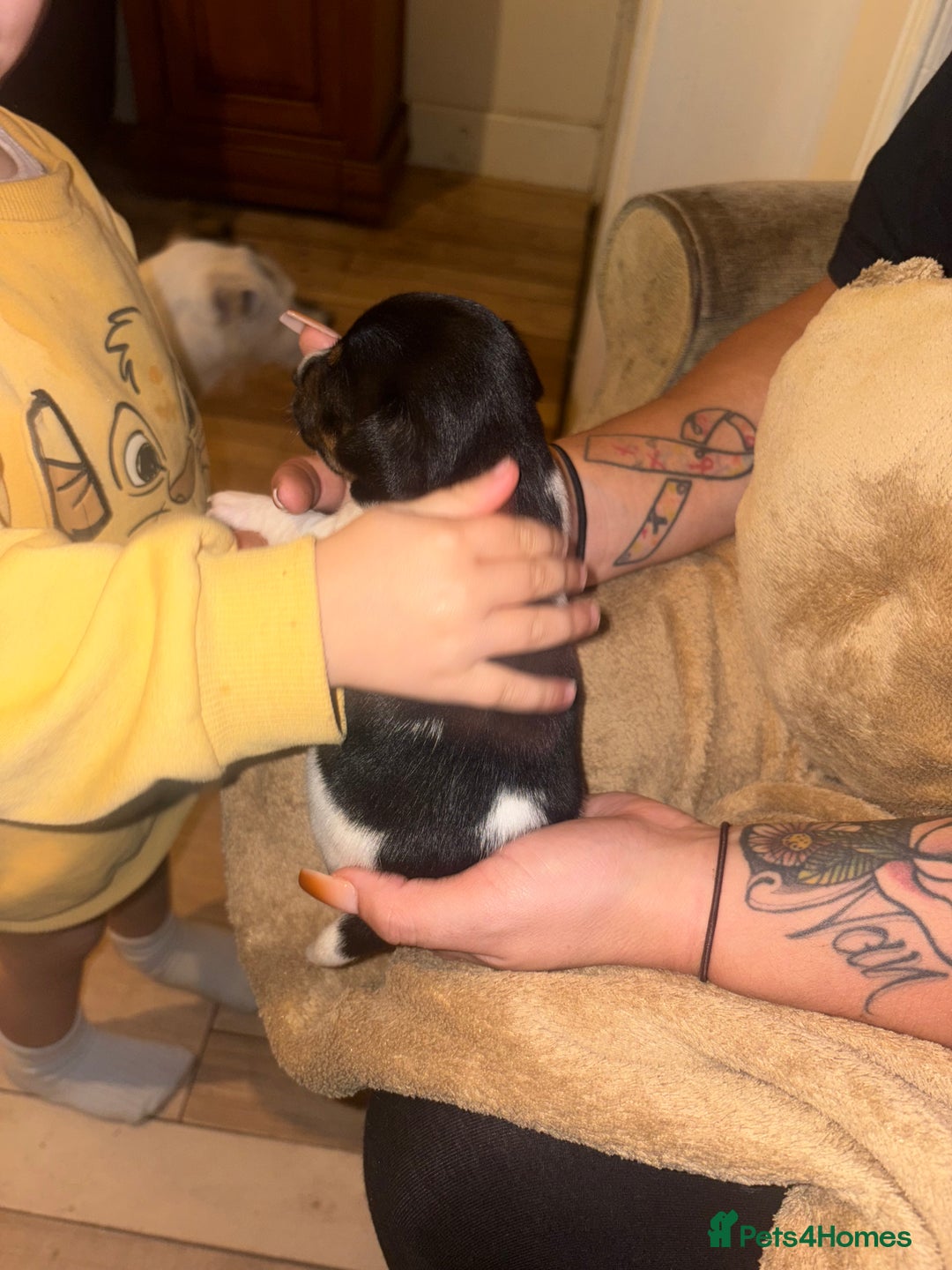 Jack Russell dogs for sale: Purê bred min ature Jack russell puppies - Image 8