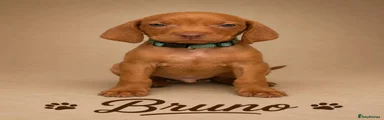 Bruno 