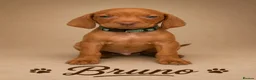 Hungarian Vizsla dogs for sale: 1 x KC registered Hungarian vizsla puppy £1600 - Advert 25