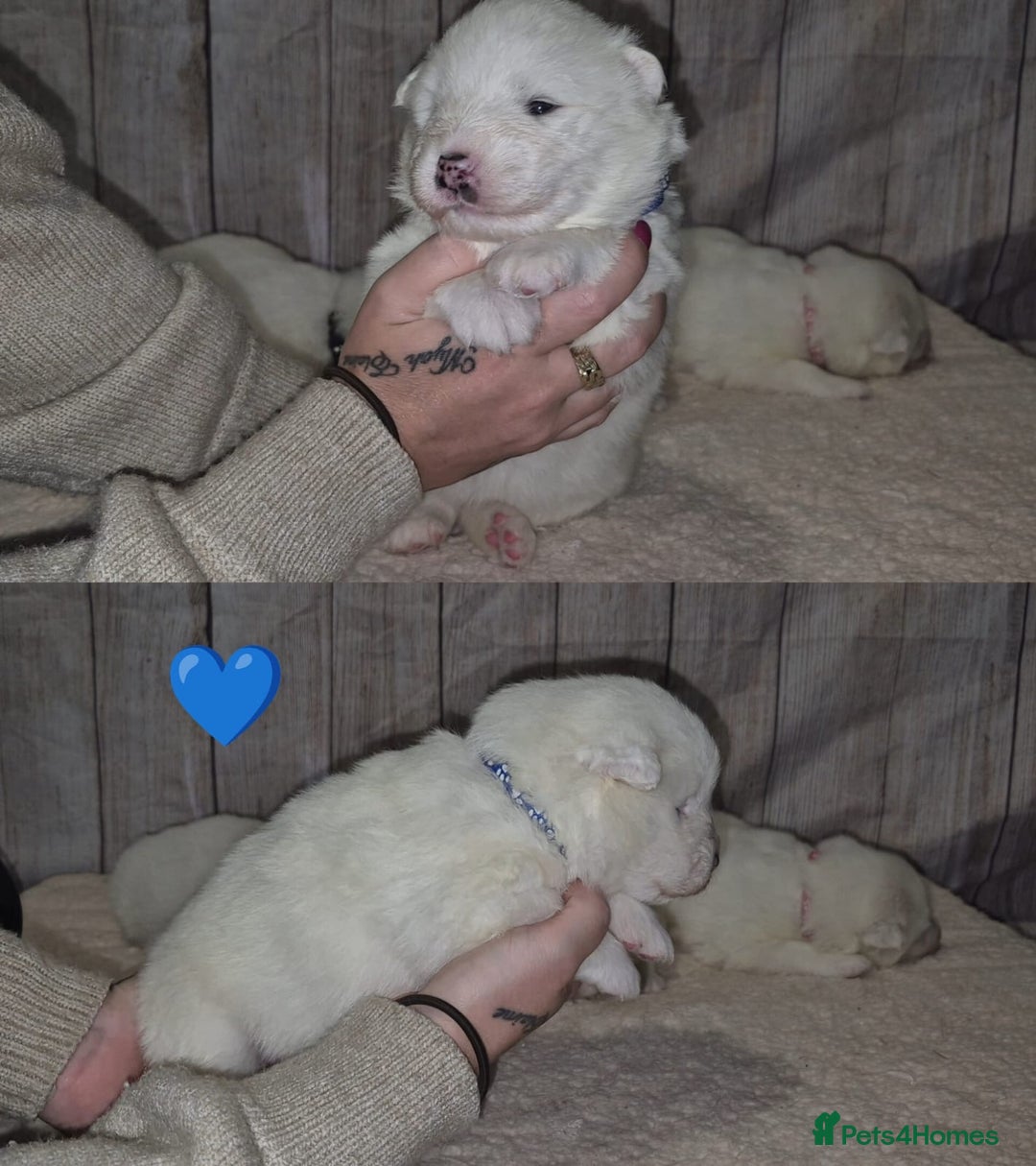 Samoyed dogs for sale: 4 Beautiful Pure Samoyeds ❤️ - Advert 14