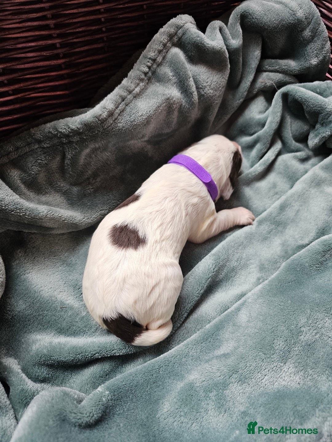 Cocker Spaniel dogs for sale: Chocolate roan working cocker spaniel puppies  - Image 10