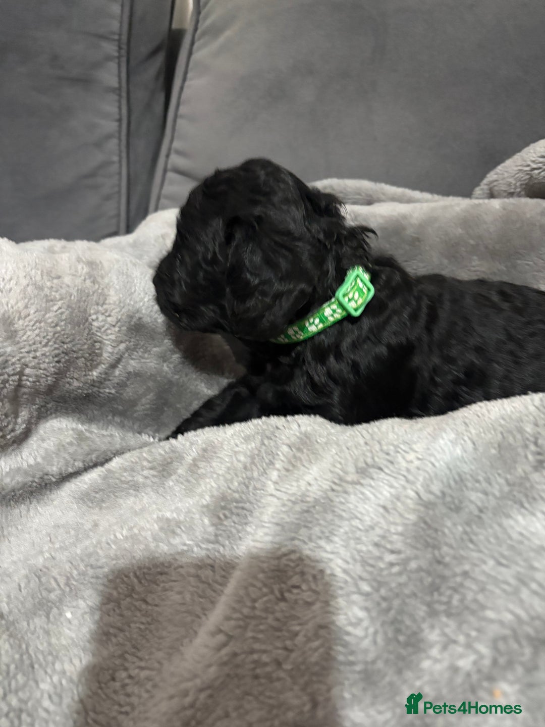 Cockapoo dogs for sale: Cockerpoo - Advert 6