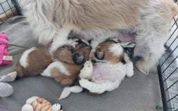 Shih Tzu dogs for sale: Beautiful Shih tzu puppies 🫶🏼 - Image 26