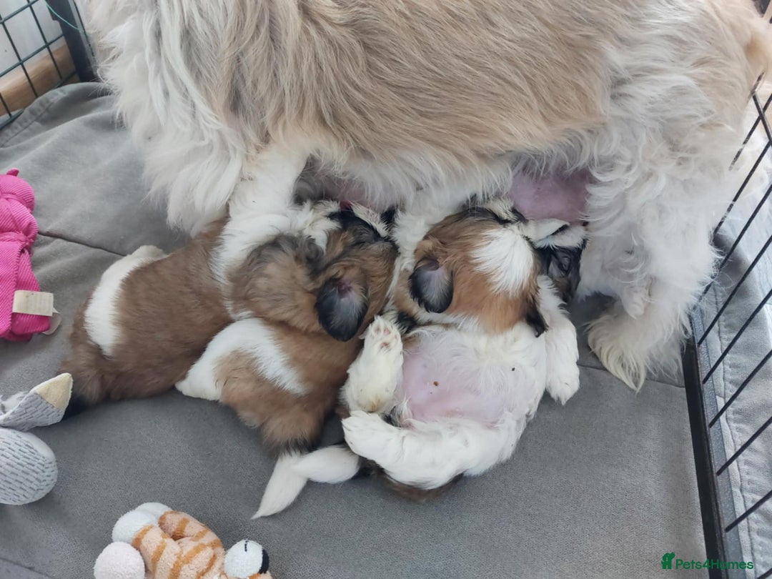Shih Tzu dogs for sale: Beautiful Shih tzu puppies 🫶🏼 - Image 26