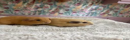 Guinea Pig rodents for sale: 🐹 Guinea Pigs Looking for Loving Homes - Advert 10