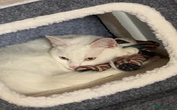 Turkish Angora cats for sale: Azula, 6/7 year old female Turkish angora  - Advert 3