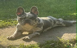 French Bulldog dogs for sale: French Bulldog Girl  - Advert 6