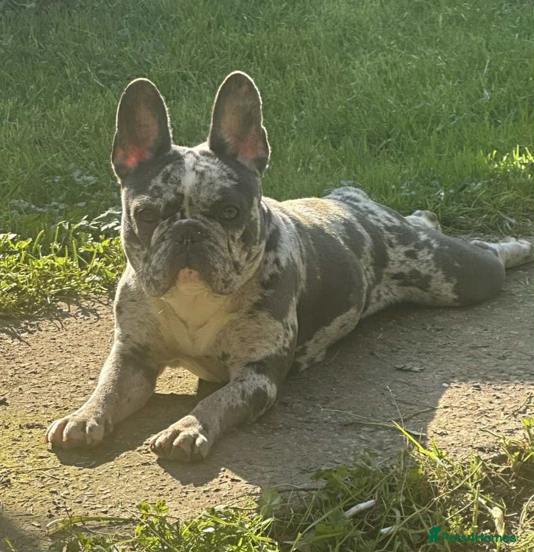 French Bulldog dogs for sale: French Bulldog Girl  - Advert 6