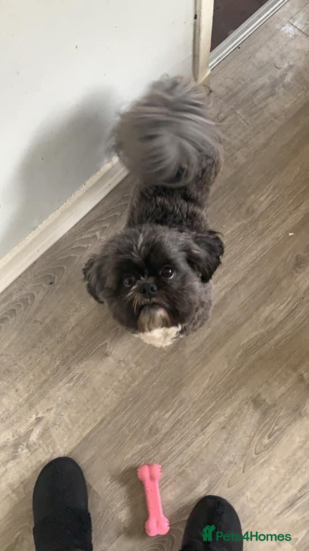 Shih Tzu dogs for stud: Kc standard & imperial for stud  in Largs - Advert 2