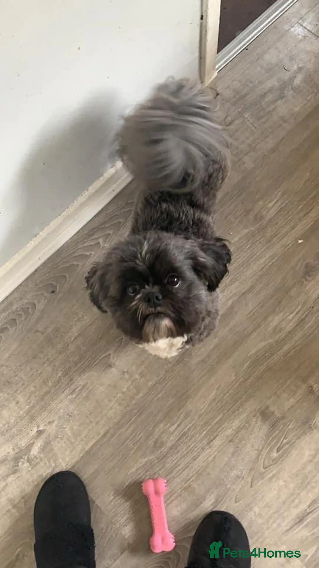 Shih Tzu dogs for stud: Kc standard & imperial for stud  in Largs - Advert 2