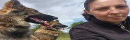 German Shepherd dogs for sale: 2 German shepherds one male one female in Sevenoaks - Advert 16