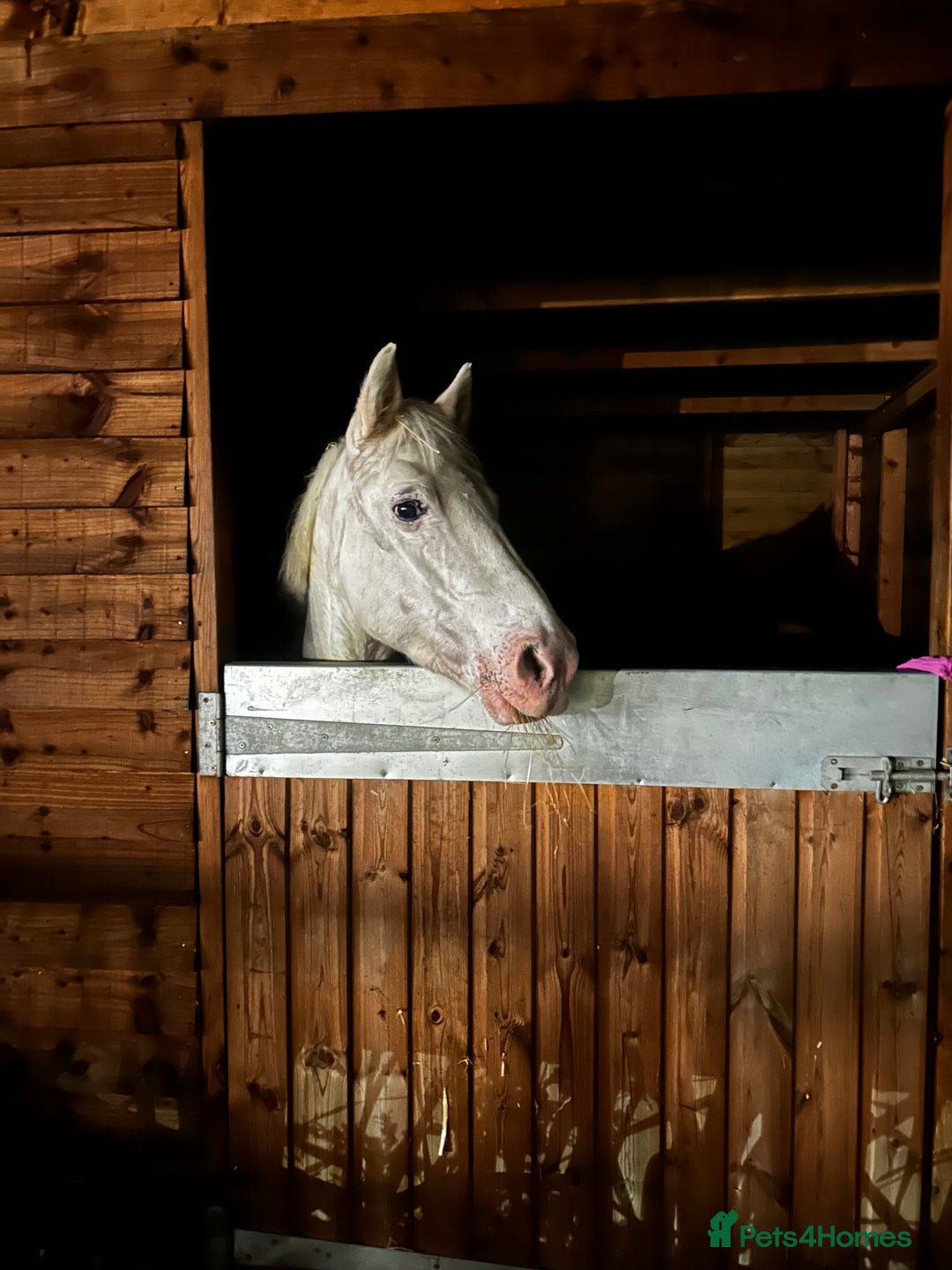Irish Cob horses for sale: 14.1hh riding mare - Advert 3
