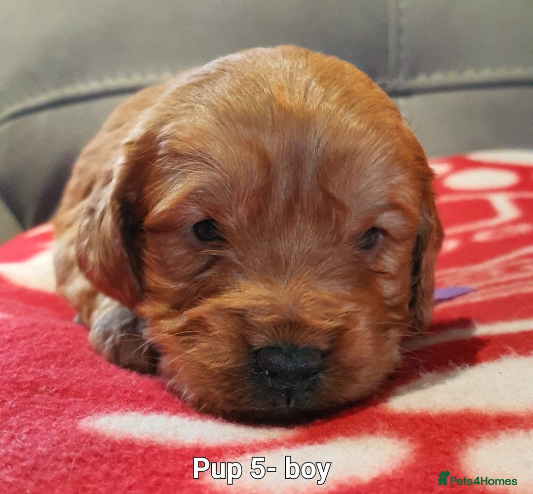 Labradoodle dogs for sale: F1B Miniature Labradoodles - Advert 2