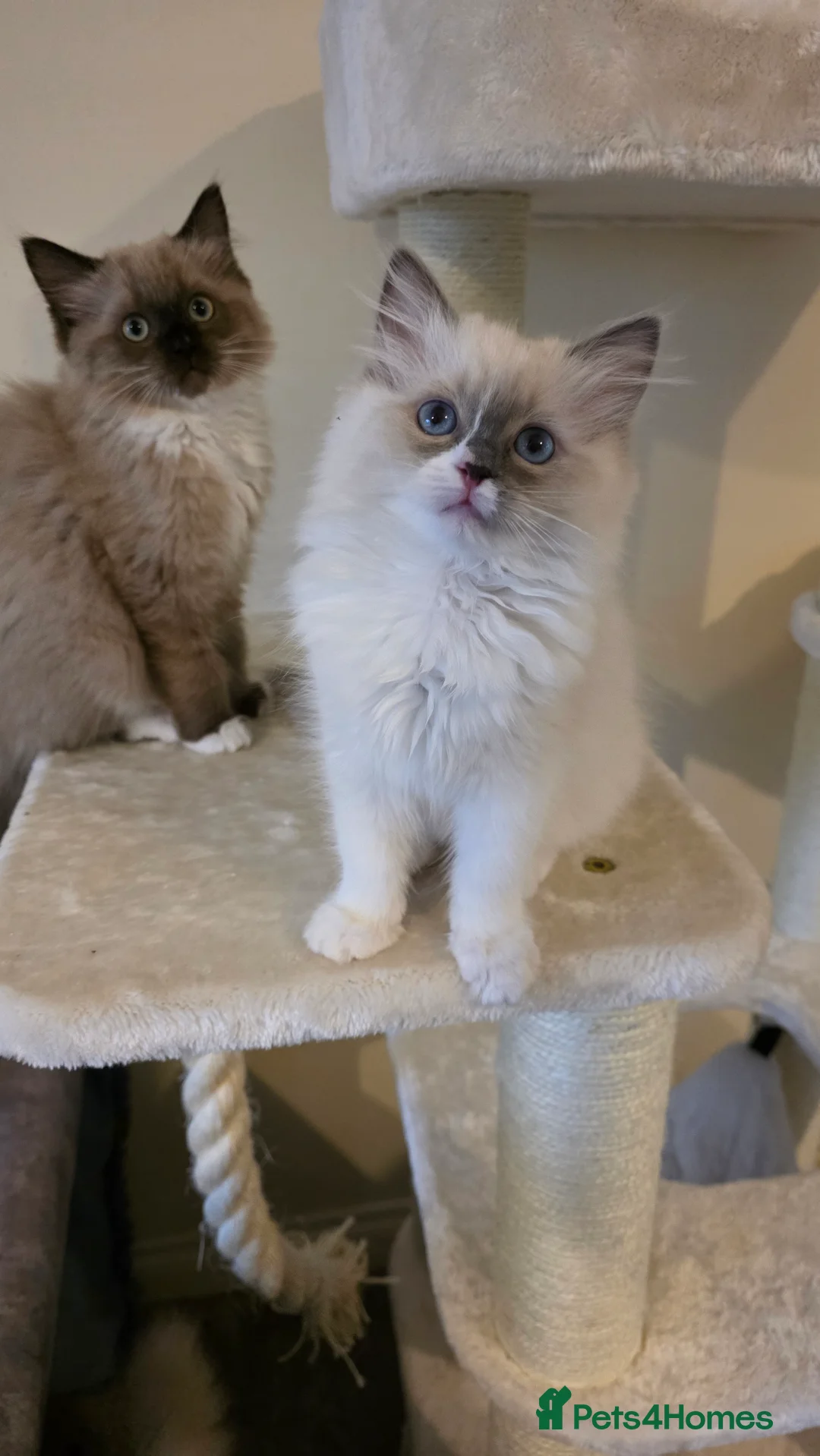 Ragdoll cats for sale: Beautiful Blue Bicolour Female  - Advert 4