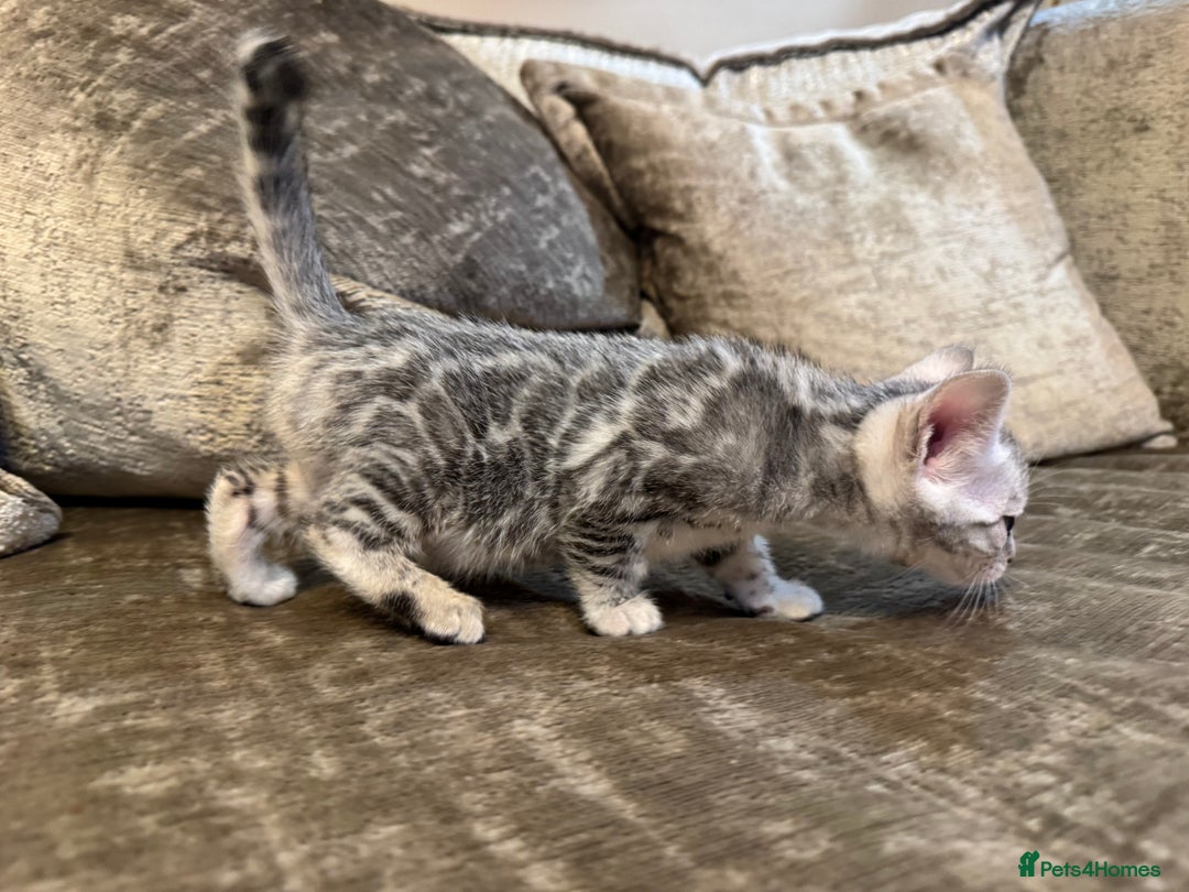 Bengal cats for sale: Exceptional TICA Registered Bengals- Champion Line - Advert 14