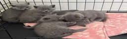 British Shorthair cats for sale: Stunning 😍 British shorthair kittens 🐱  - Advert 19