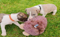 Whippet dogs for sale: Quality KC reg Whippet Puppies - Image 32
