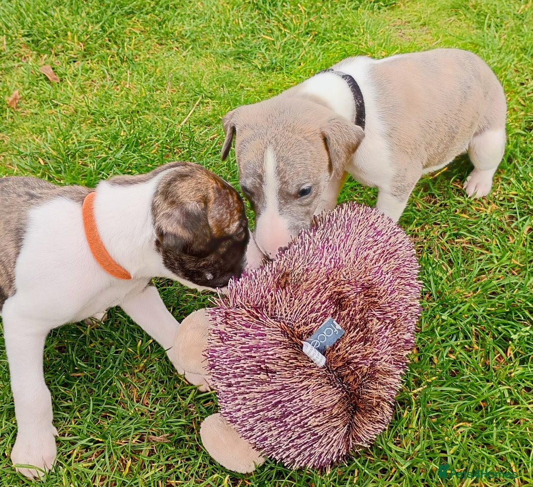 Whippet dogs for sale: Quality KC reg Whippet Puppies - Image 32