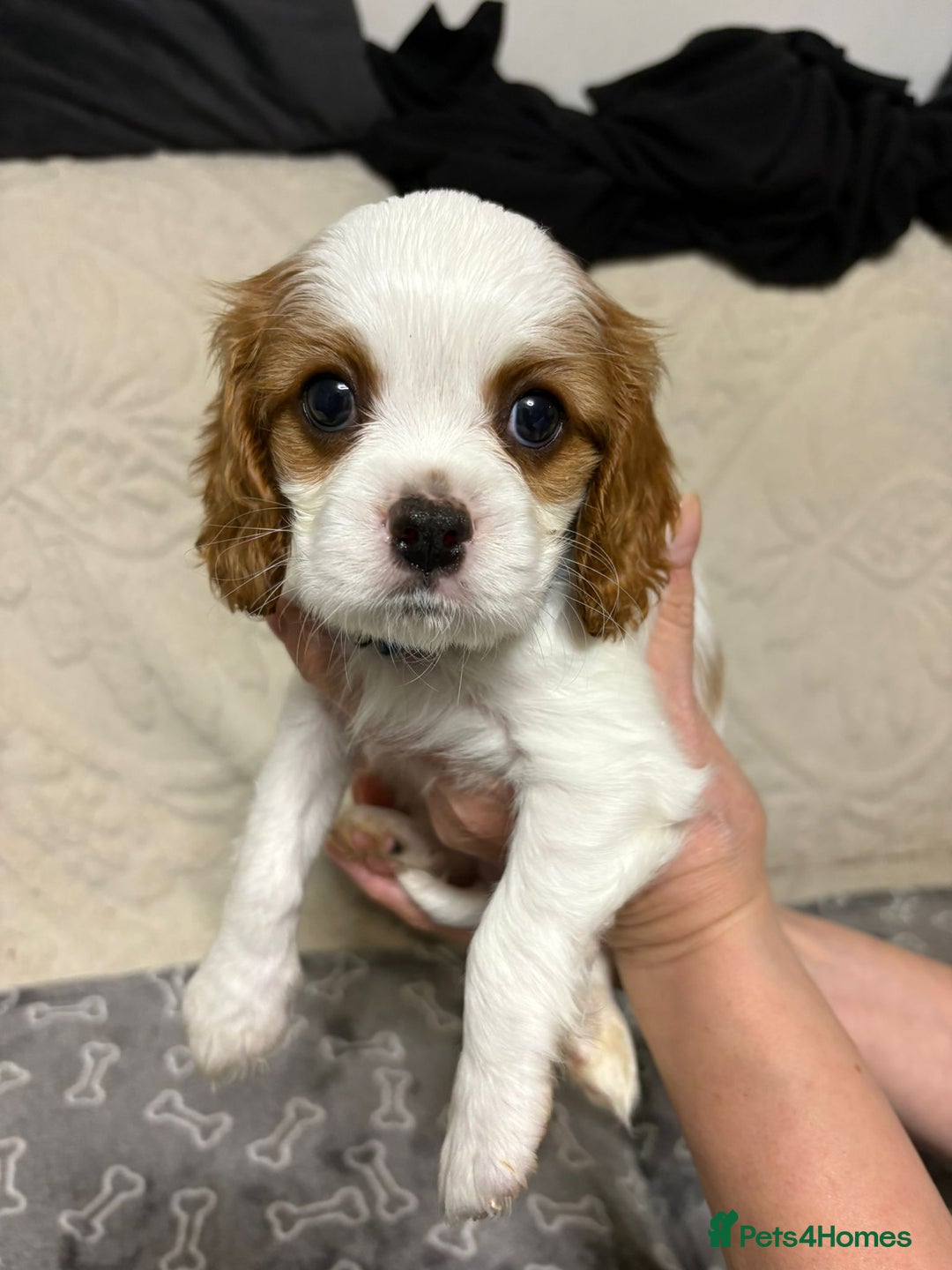 Cavalier King Charles Spaniel dogs for sale: Beautiful Blenheim King Charles spaniel pups    - Advert 18