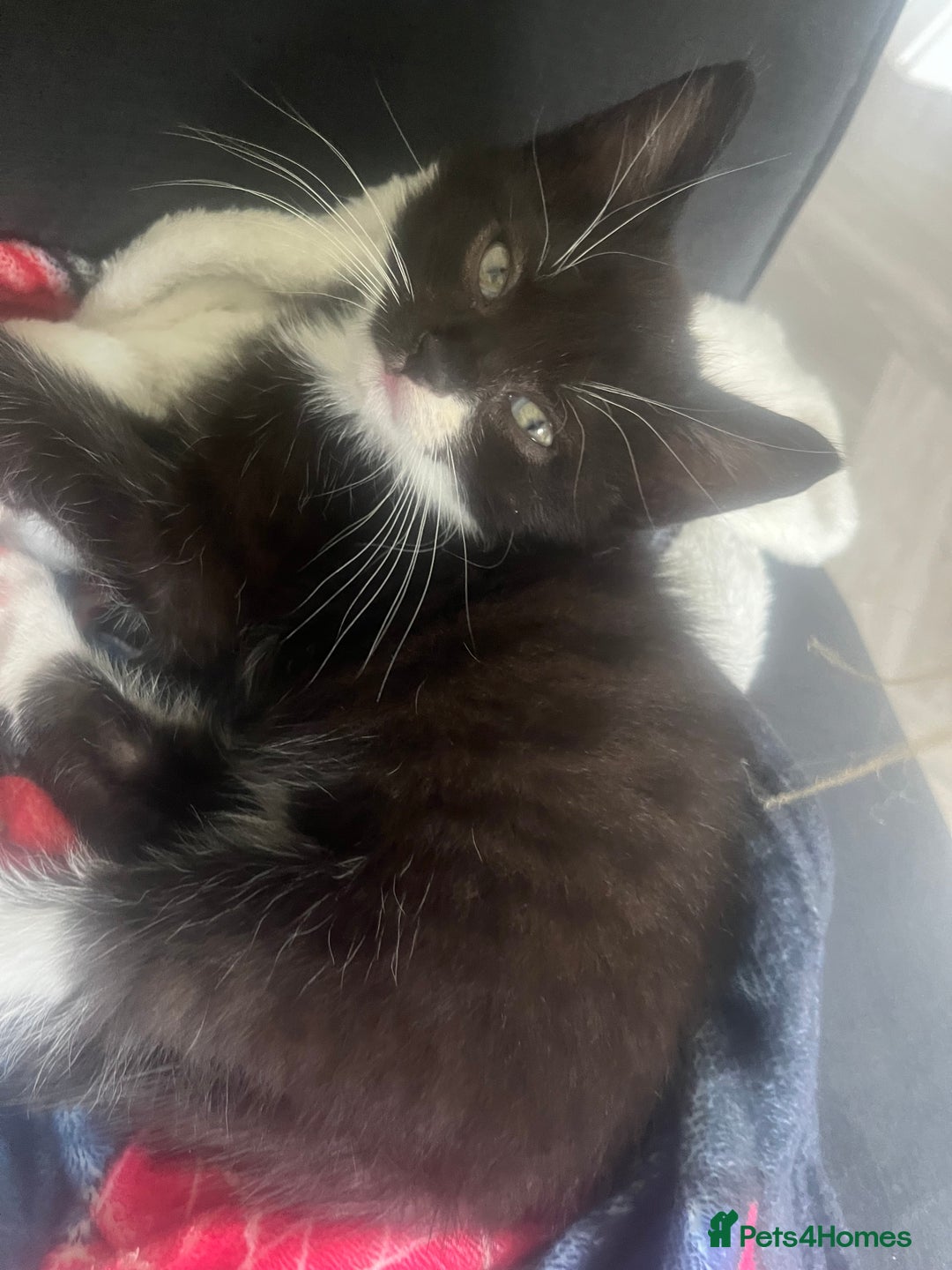 Mixed Breed cats for sale: 2 long haired  - Image 3