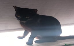 British Shorthair cats for sale: Beautiful black short haired kittens - Image 8