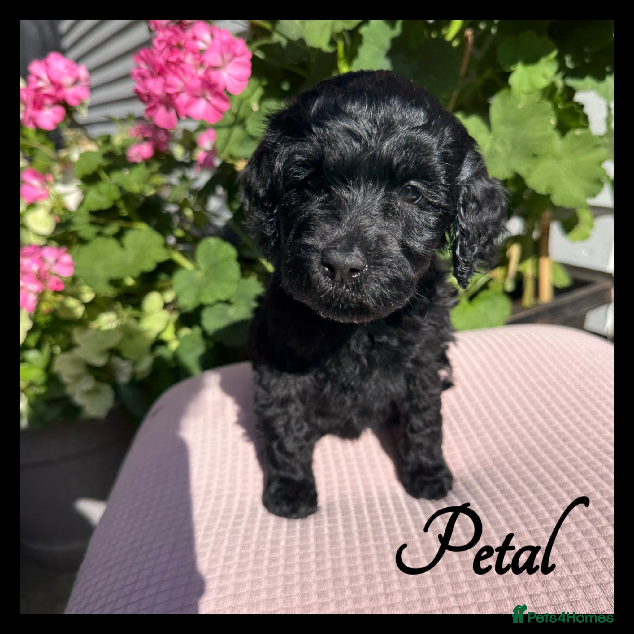 Labradoodle dogs 🌈CAN STAY FOR UPCOMING HOLS🌈OUTSTANDING PUPS🌈 - Advert 1