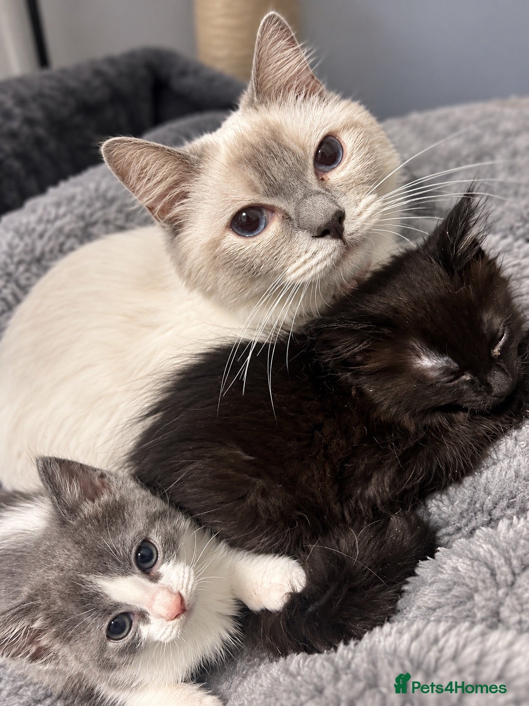 Ragdoll cats RAGDOLL X BSH KITTENS READY TO LEAVE 💓 - Advert 13
