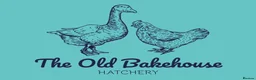 Chickens poultry for sale: 🌸🐔Updated 26th July - POINT OF LAY CHICKENS 🐔🌸 - Advert 14