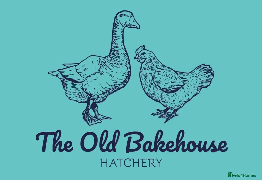 Chickens poultry for sale: 🌸🐔Updated 26th July - POINT OF LAY CHICKENS 🐔🌸 - Advert 14