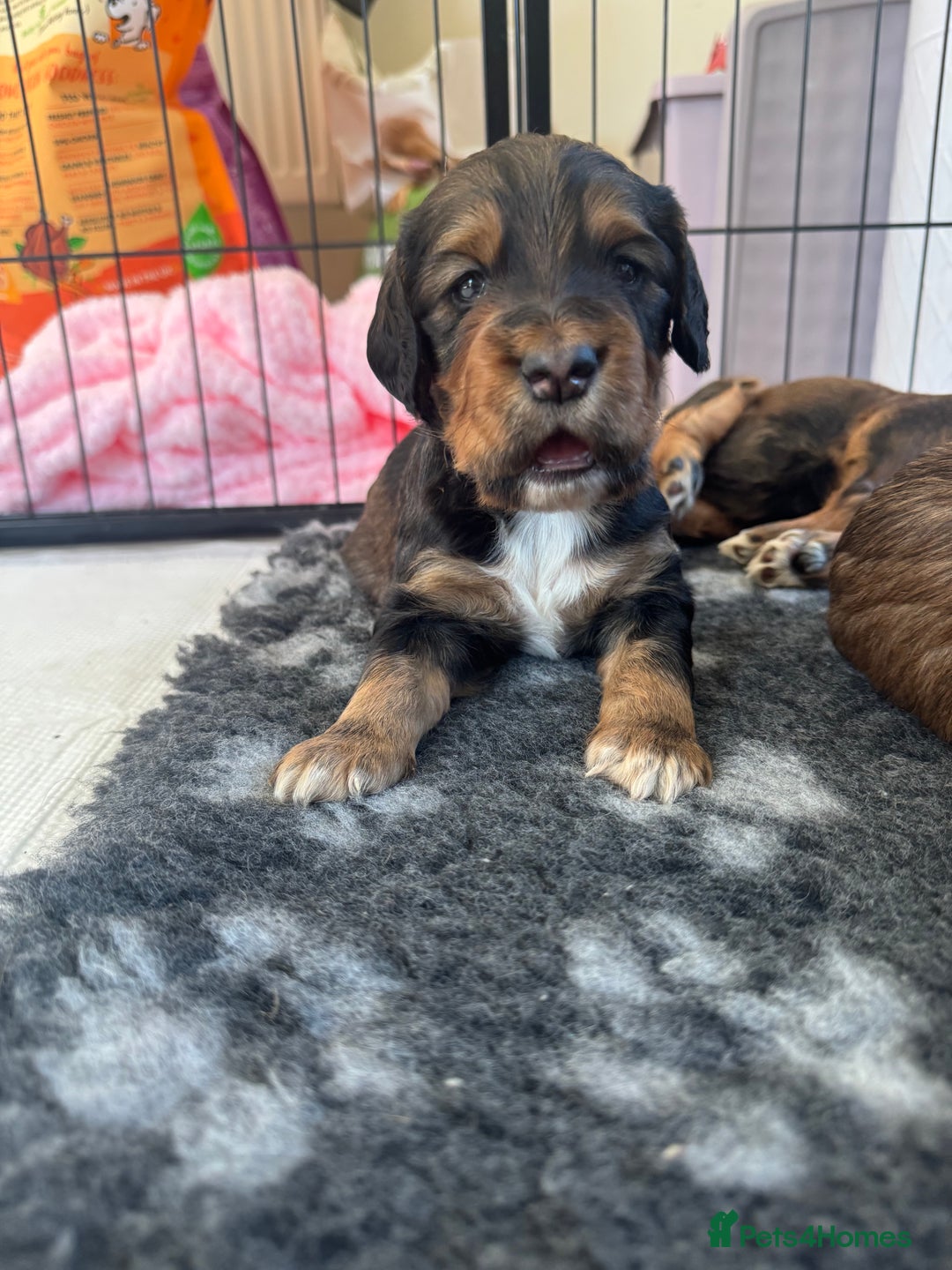 Cocker Spaniel dogs for sale: Working cocker spaniels - Image 5