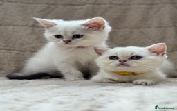 British Shorthair cats for sale: Champion sired Golden Colourpoint Kittens  - Image 8