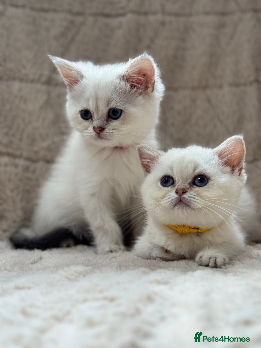 British Shorthair cats for sale: Champion sired Golden Colourpoint Kittens  - Image 8