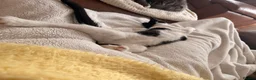 Mixed Breed cats for sale: Socks - Advert 6