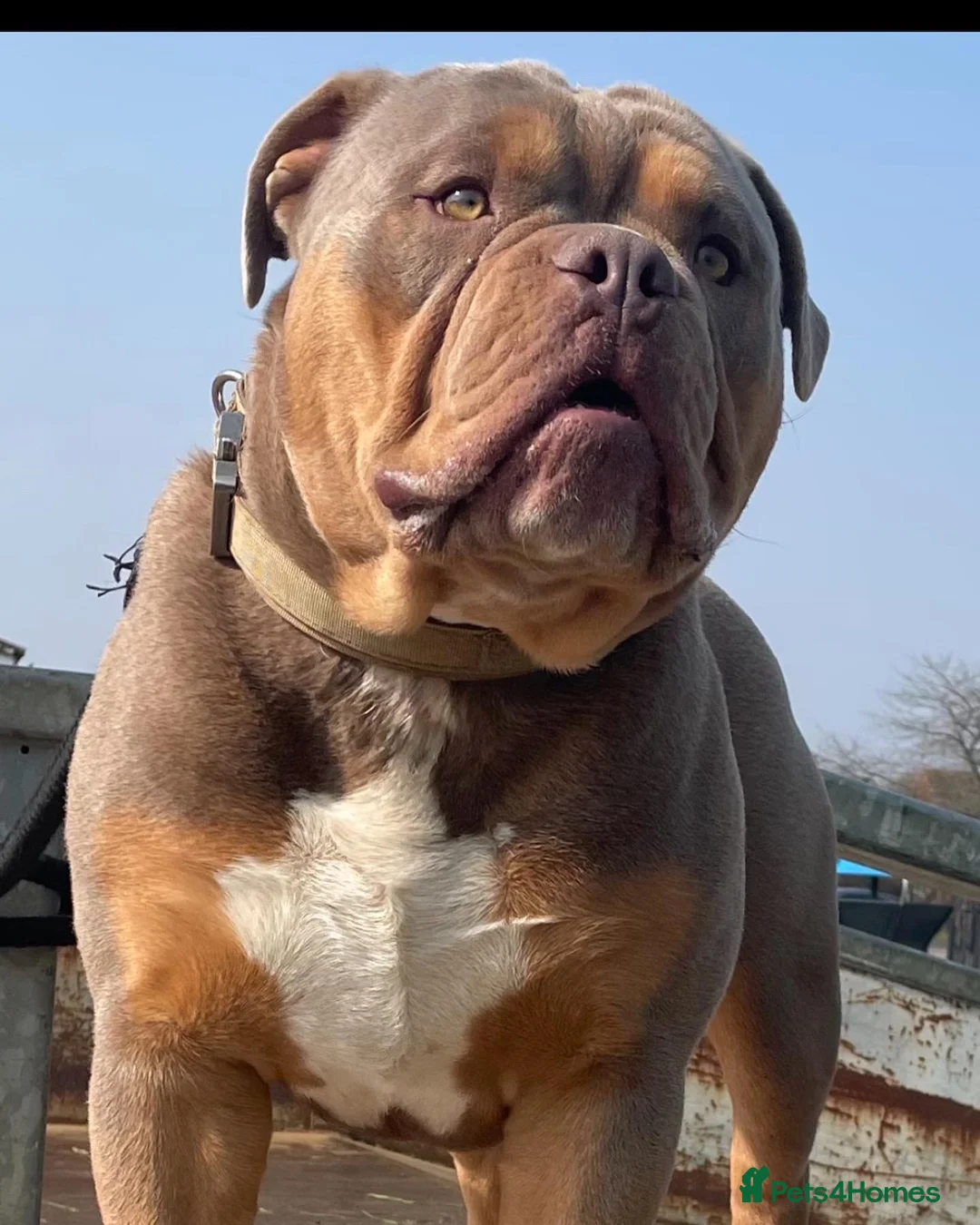 Olde English Bulldogge dogs for stud: 💥olde English bulldog stud💥 - Advert 11